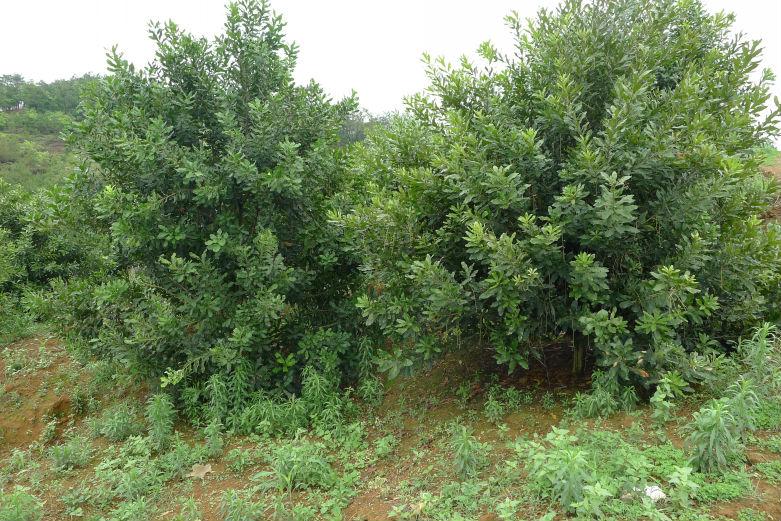 澳洲堅果四年樹齡